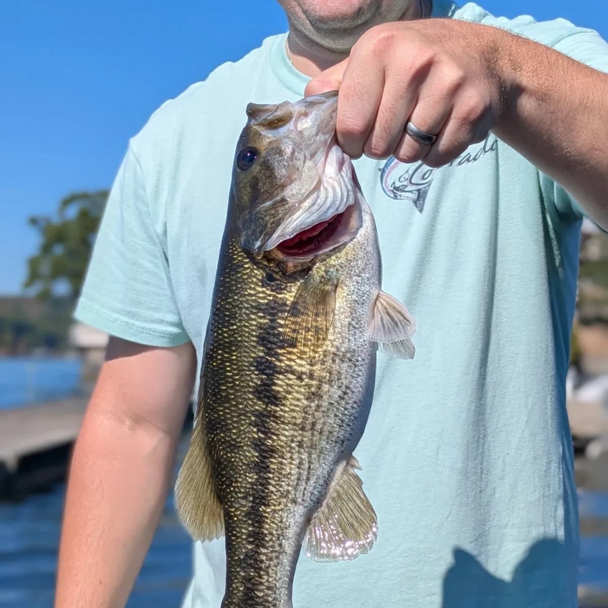 A largemouth bass held up beside the boat