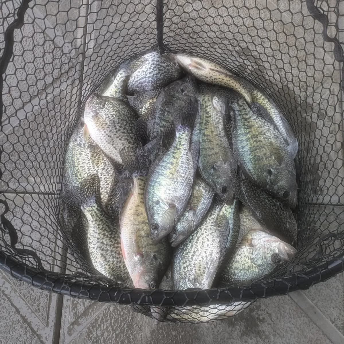 A net of February crappie taken off a deep brush pile