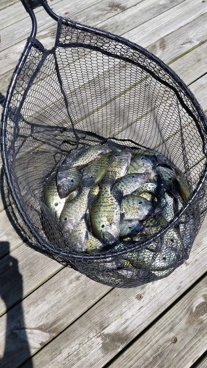 A landing net of crappie set down on the dock