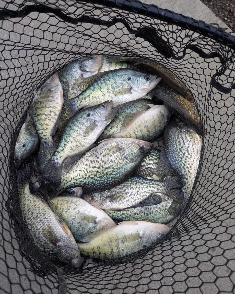 A landing net full of crappie after a January morning on the lake