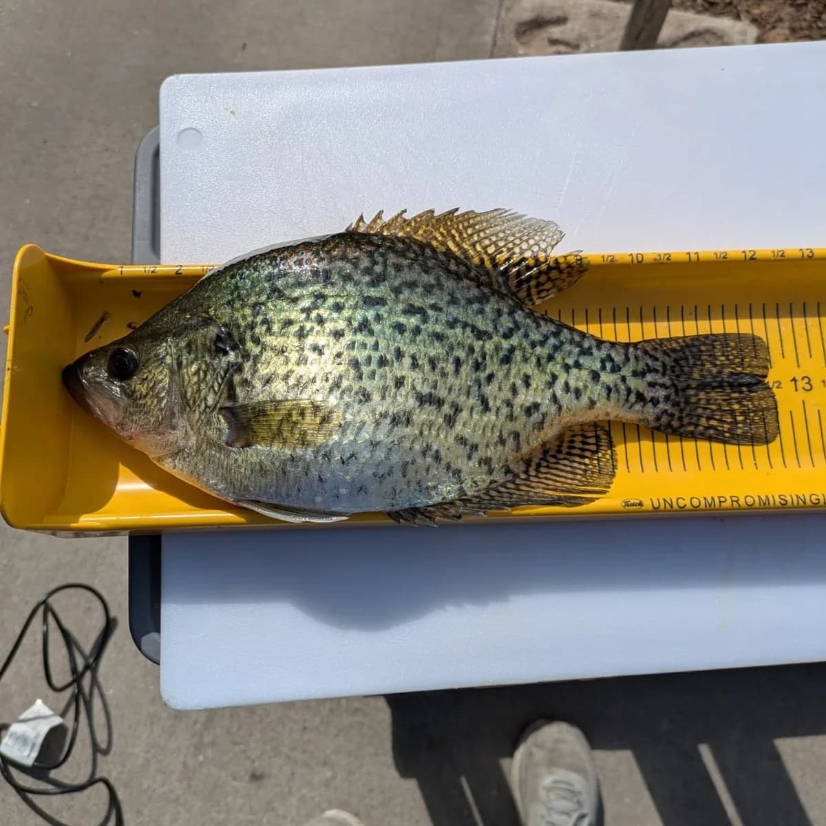 A crappie laid on the measuring board before release