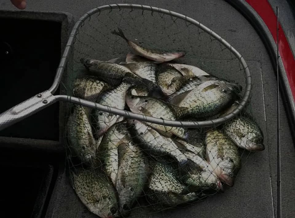 A landing net of crappie on the deck after a winter morning