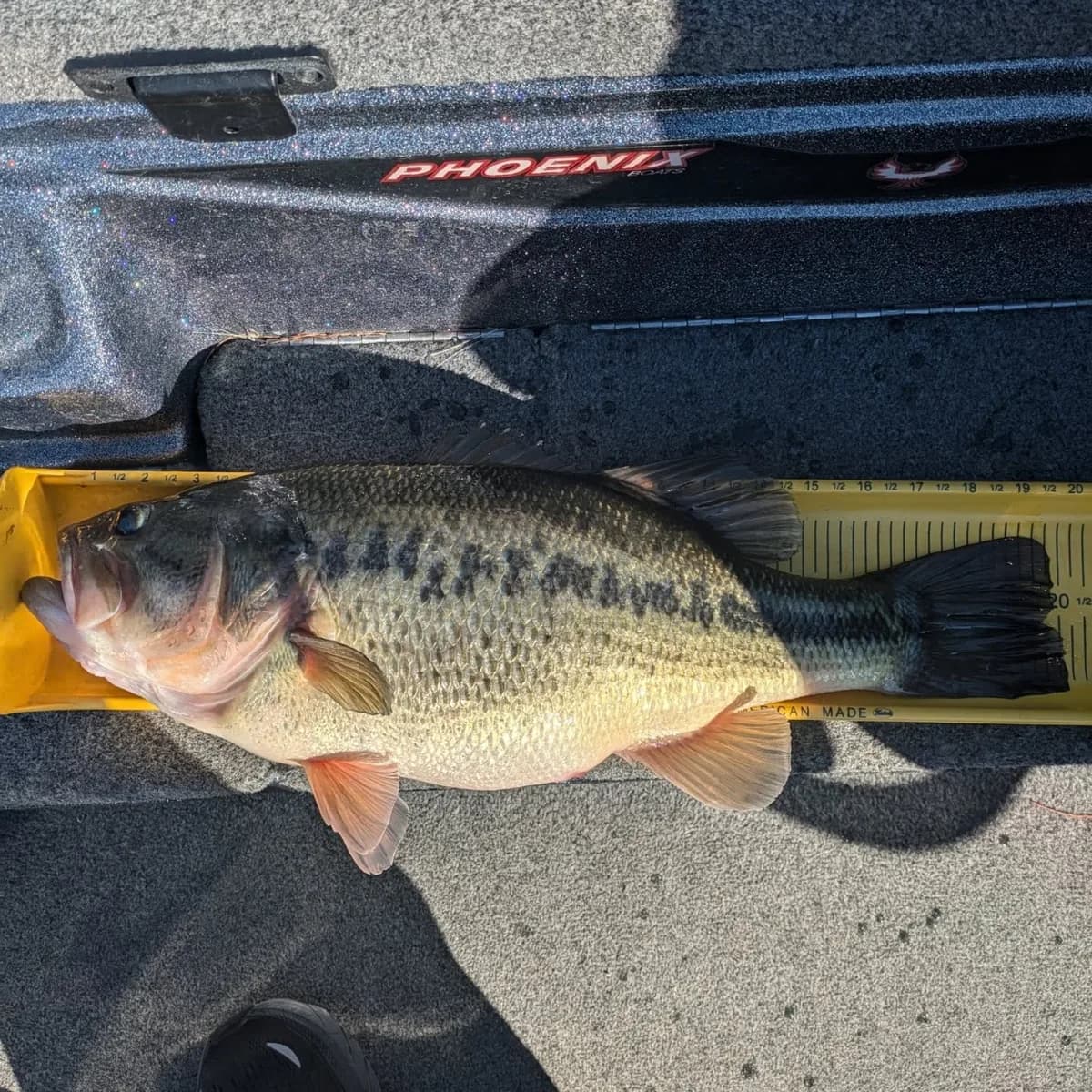 A largemouth bass on the measuring board on the deck of the boat