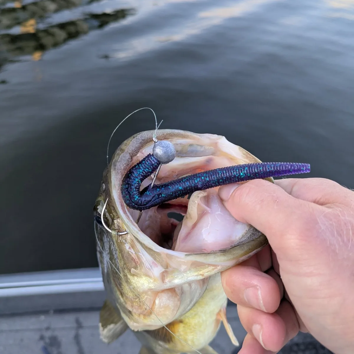 A largemouth bass with the plastic worm still in its mouth