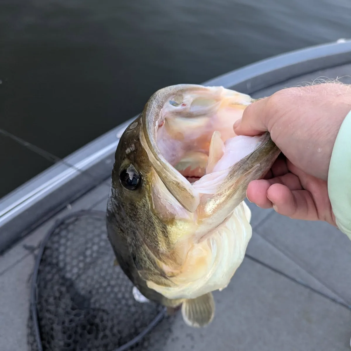 A close-up of a largemouth bass at the side of the boat