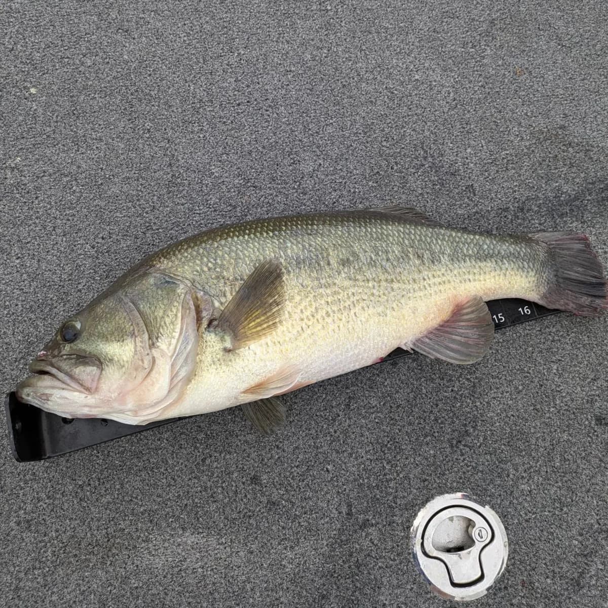 A largemouth bass lying on the deck before release