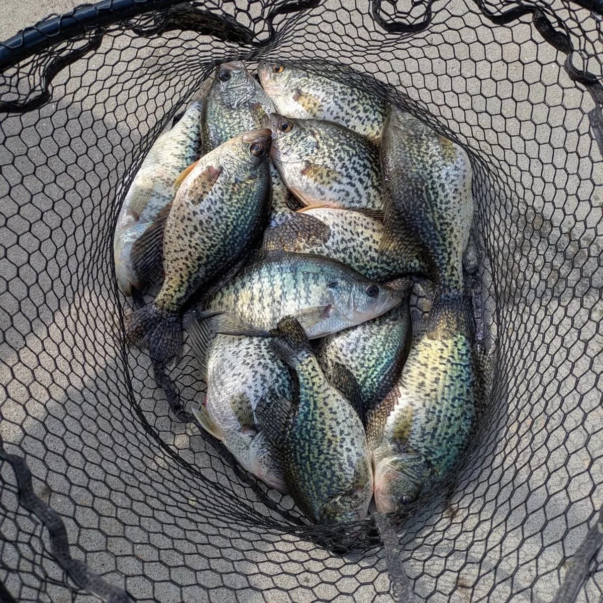 A landing net filled with March crappie