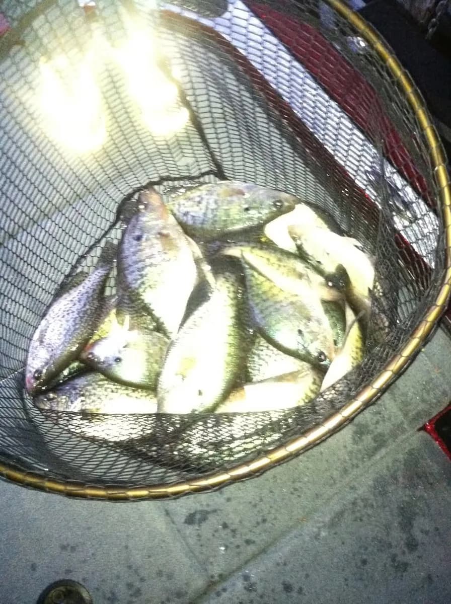 Crappie in the landing net in the March sunshine