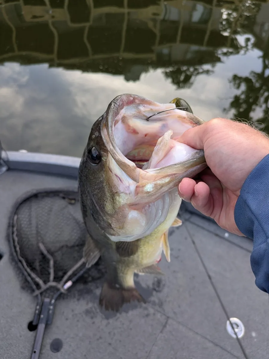 A largemouth bass lipped at the side of the boat