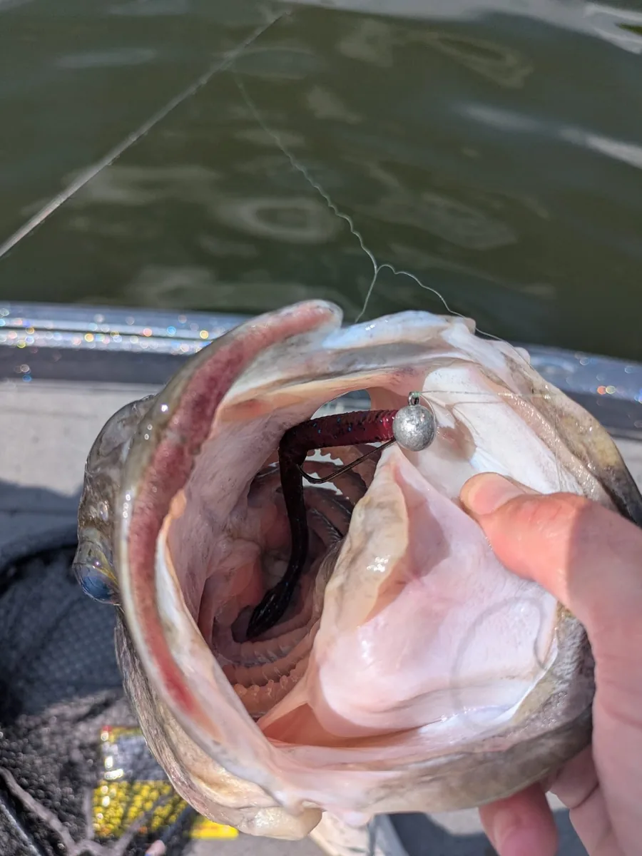 A close-up of a largemouth bass before it goes back