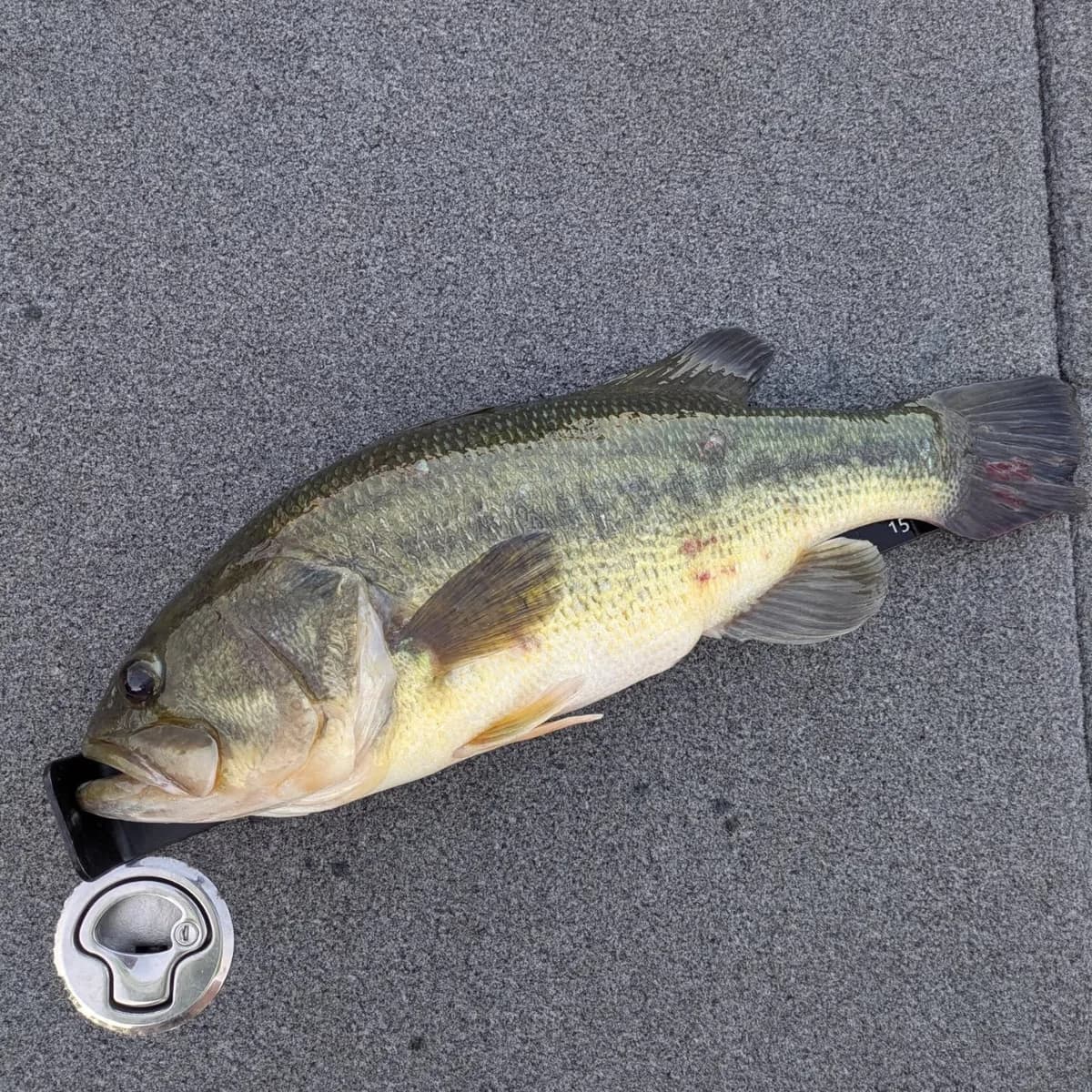 A largemouth bass on the deck of the boat