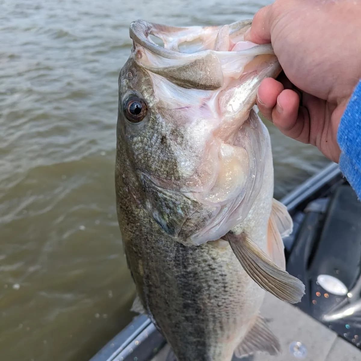 A largemouth bass brought up to the side of the boat