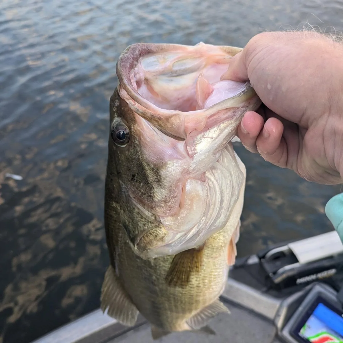 A close-up of a largemouth bass lipped at the boat
