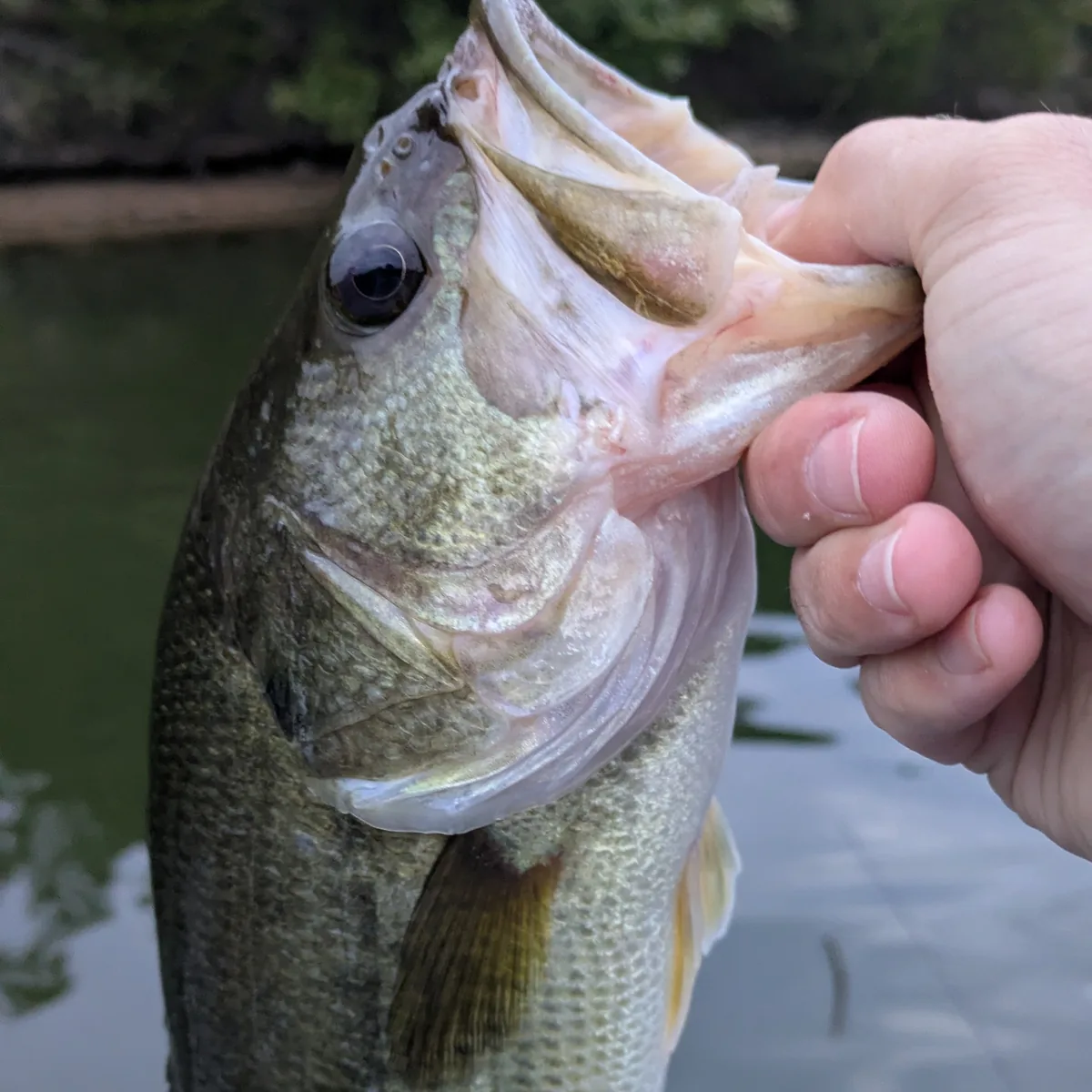 A close-up of a largemouth bass held out over the water, mouth open
