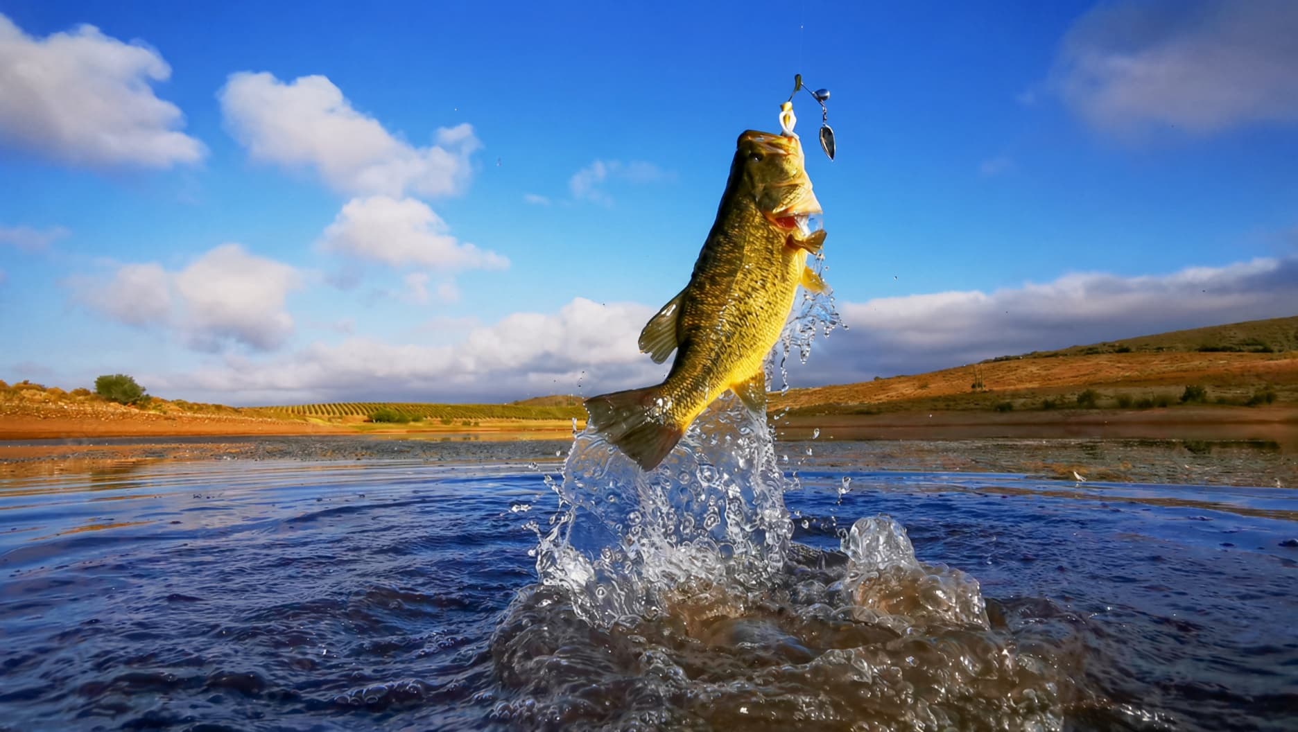 A largemouth bass breaking the surface on a spinnerbait at Lake of the Ozarks