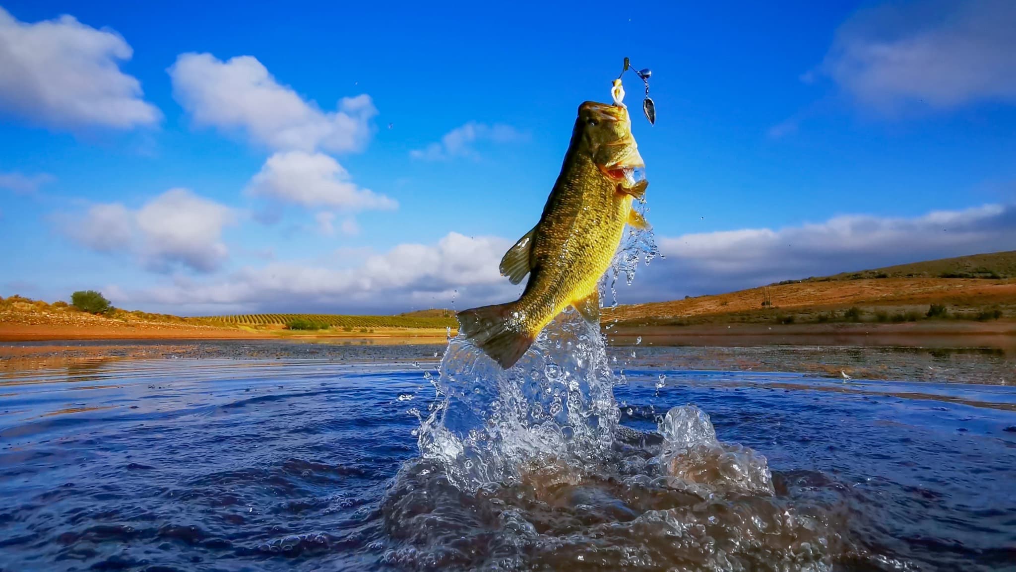 A largemouth bass breaking the surface on a spinnerbait at Lake of the Ozarks