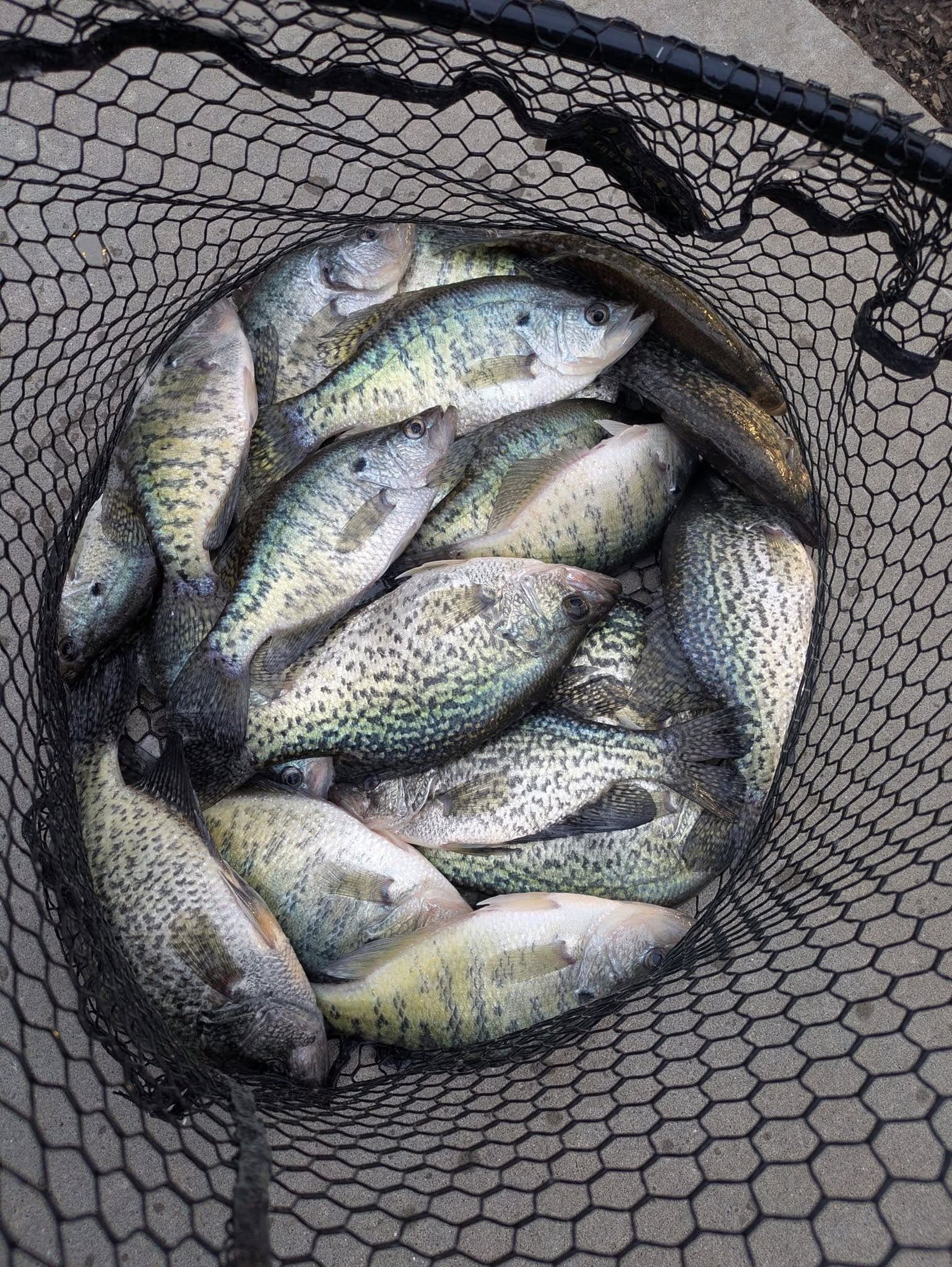 A landing net filled with crappie after a morning on Lake of the Ozarks