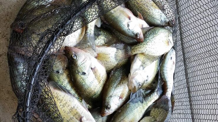 Summertime Crappie Lake of the Ozarks