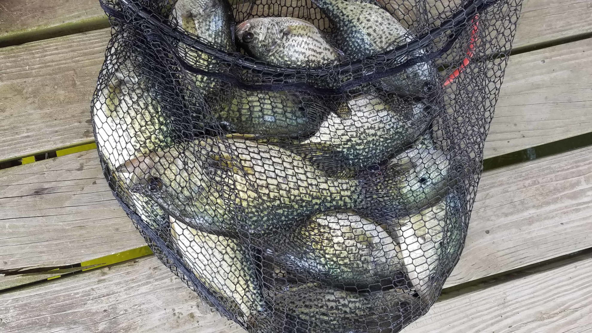 Crappie fishing Archives – Mike's Guide Service