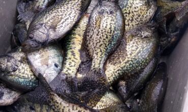 March Crappie Fishing at Lake of the Ozarks: My Favorite Baits That Catch Fish