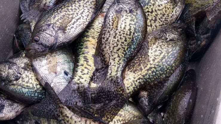 March Crappie Fishing at Lake of the Ozarks: My Favorite Baits That Catch Fish