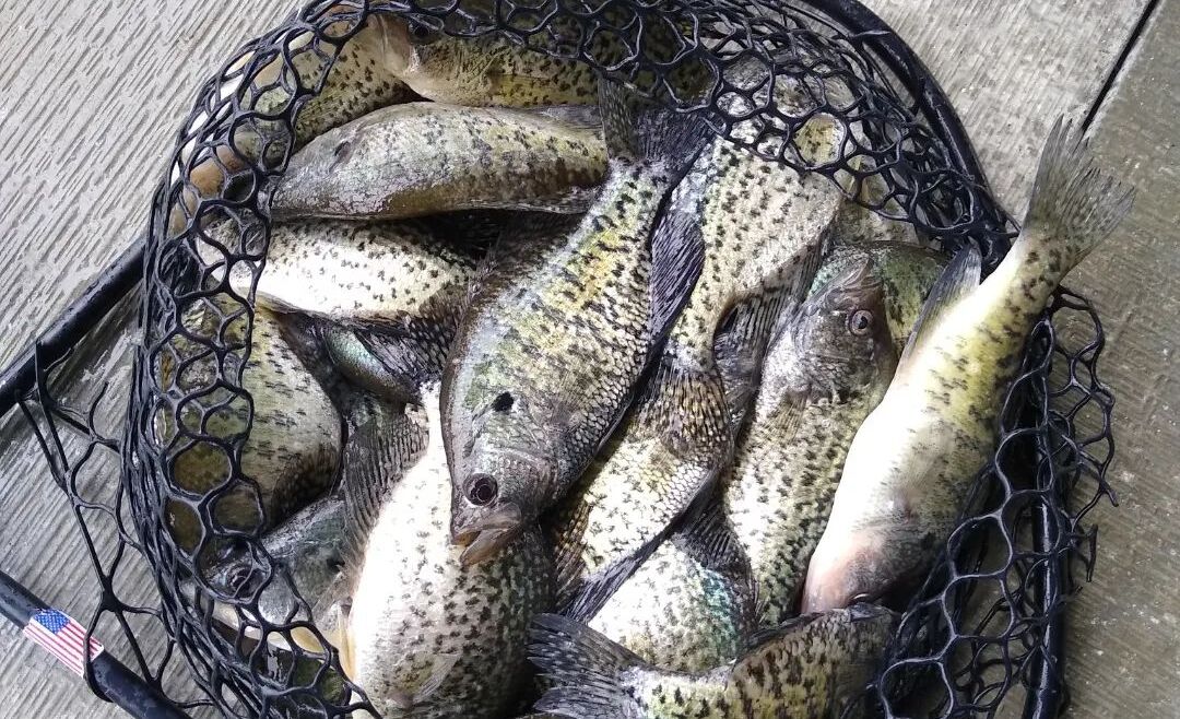 Lake of the Ozarks Crappie Fishing Report – March 23, 2026: Target Shallow Brush & Docks