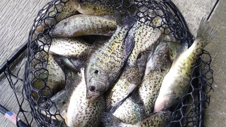 Lake of the Ozarks Crappie Fishing Report – March 23, 2026: Target Shallow Brush & Docks