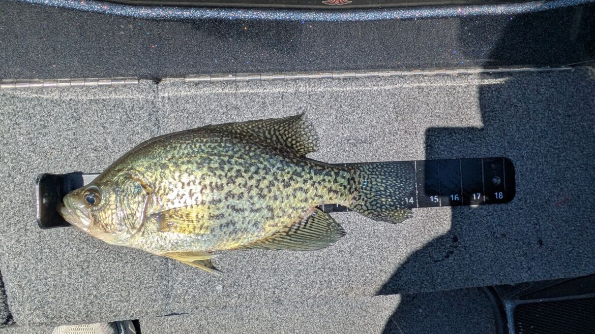Lake of the Ozarks Fishing Report – Warming Water & Rising Lake Level