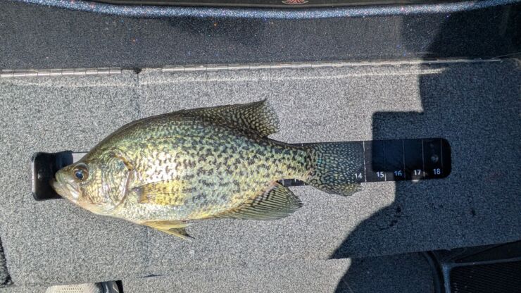 Lake of the Ozarks Fishing Report – Warming Water & Rising Lake Level